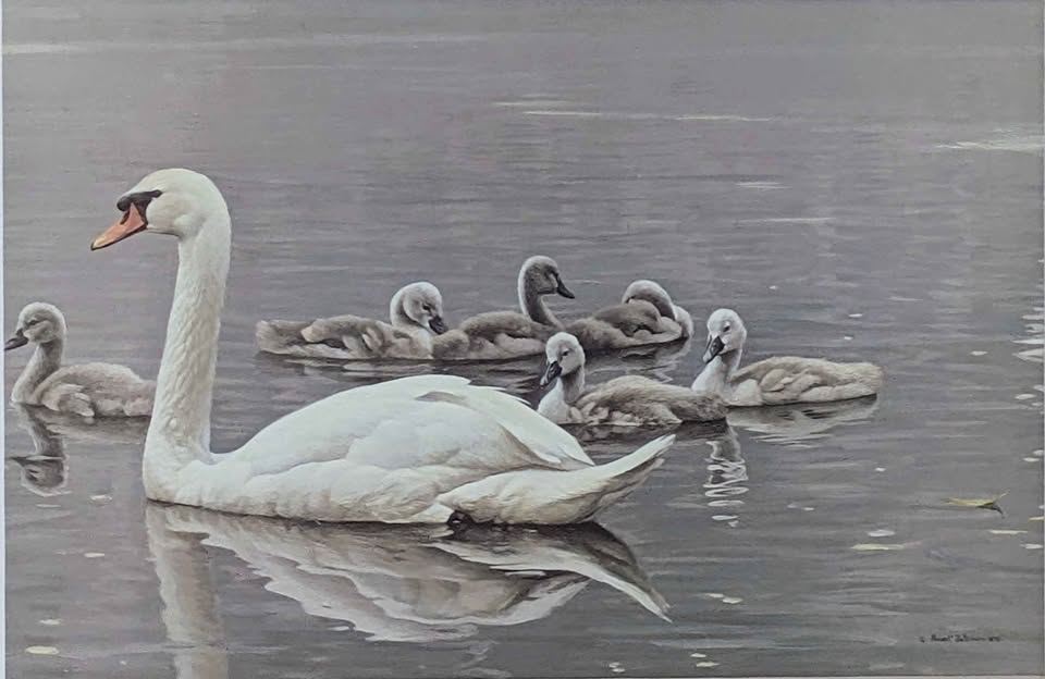 Robert Bateman, "Royal Family, Mute Swans" Print in Gallery Frame - Canadian Art