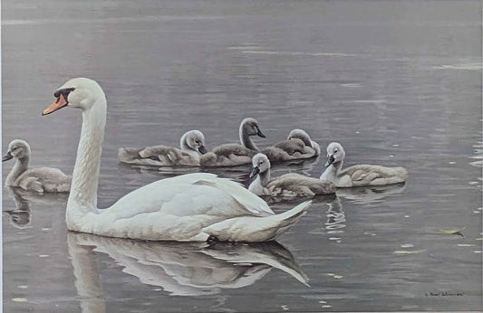 Robert Bateman, "Royal Family, Mute Swans" Print in Gallery Frame - Canadian Art