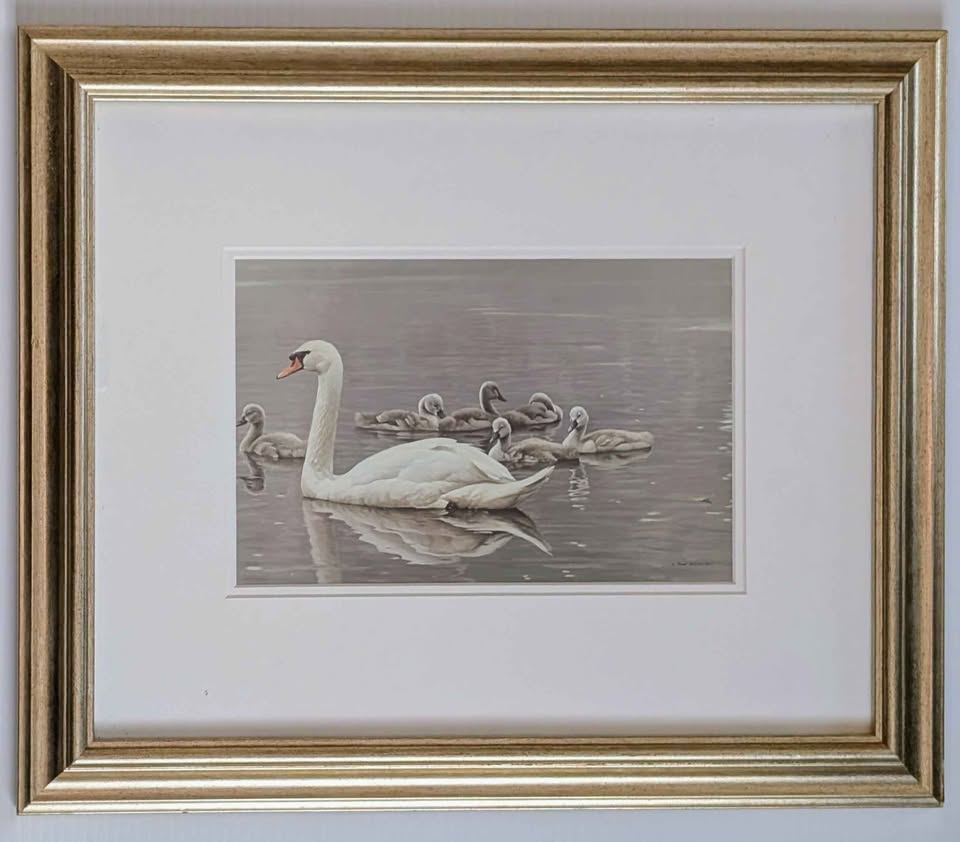 Robert Bateman, "Royal Family, Mute Swans" Print in Gallery Frame - Canadian Art