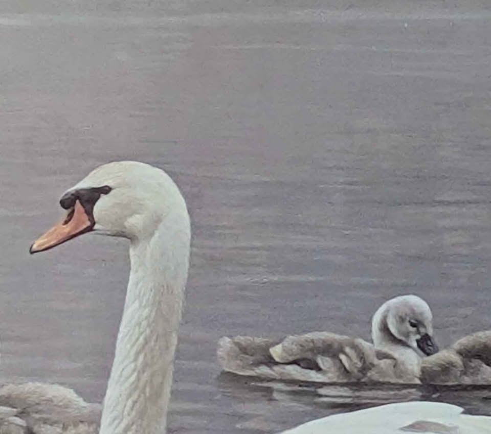 Robert Bateman, "Royal Family, Mute Swans" Print in Gallery Frame - Canadian Art