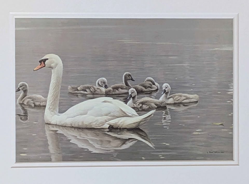 Robert Bateman, "Royal Family, Mute Swans" Print in Gallery Frame - Canadian Art